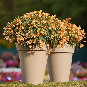 Begonia boliviensis Copacabana F1 Tricolour (gecoate zaden) - Hangbegonia