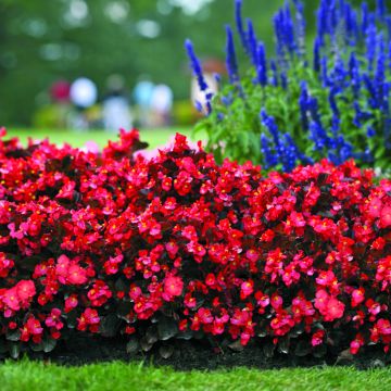 Begonia Big Red Bronze Leaf (zaad) - Perkbegonia