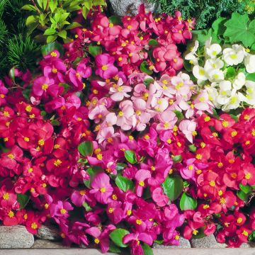 Begonia semperflorens Super Olympia Mix (zaad) - Waterbegonia