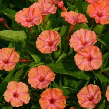 Mirabilis jalapa Salmon Sunset (zaad) - Nachtschone