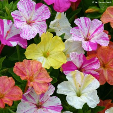 Mirabilis jalapa (zaad) - Nachtschone