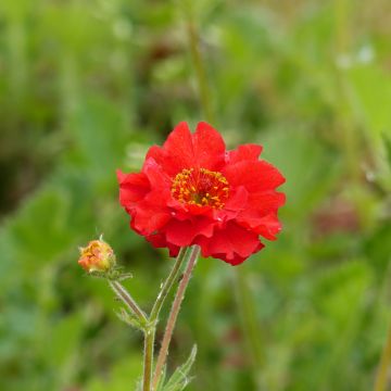Geum chiloense Mrs Bradshaw (zaad) - Nagelkruid Geum chiloense Mrs Bradshaw (zaad) - Nagelkruid