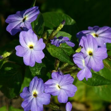 Browallia Blue Lady (zaad) - Viola cornuta