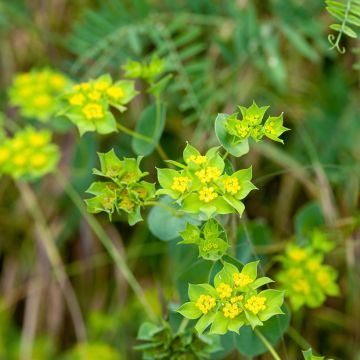 Bupleurum rotundifolium Green Gold (zaad) - Goudscherm Bupleurum rotundifolium Green Gold (zaad) - Goudscherm