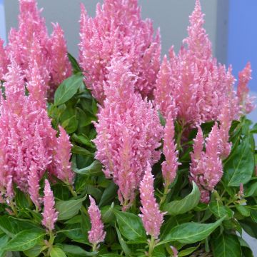 Celosia spicata Flamma Pink (zaad) - Pluimamarant