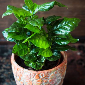 Coffea arabica (zaad) - Koffieplant