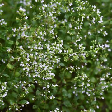 Calamintha nepeta (zaad) - Bergsteentijm