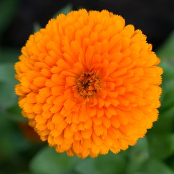 Calendula officinalis Candyman Orange (zaad) - Goudsbloem