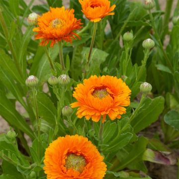 Calendula officinalis Ollioules Orange Greenheart (zaad) - Goudsbloem