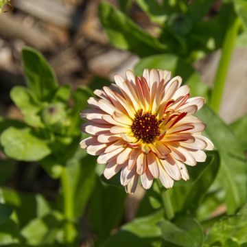 Calendula officinalis Sunny Girl (zaad) - Goudsbloem