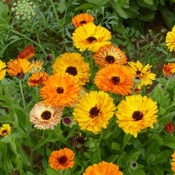 Calendula officinalis Touch Of Red Mixed (zaad) - Goudsbloem