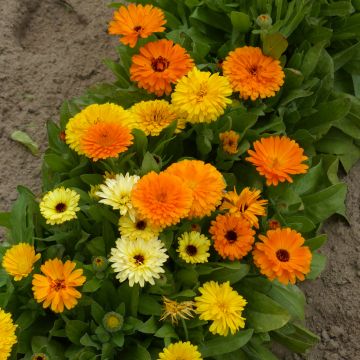 Calendula officinalis nain Fiesta Gitana (zaad) - Goudsbloem