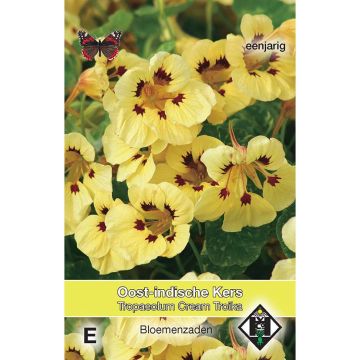 Oost-Indische kers Cream Troika (zaad) - Tropaeolum majus