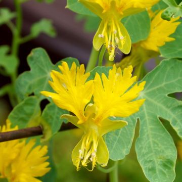 Tropaeolum peregrinum (zaad) - Kanariekers