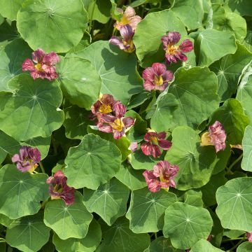 Oost-Indische kers Purple Emperor (zaad) - Tropaeolum majus
