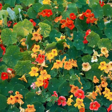 Oost-Indische kers Dubbel (zaad) - Tropaeolum majus
