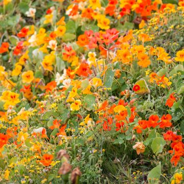 Oost-Indische kers biologisch (zaad) - Tropaeolum majus