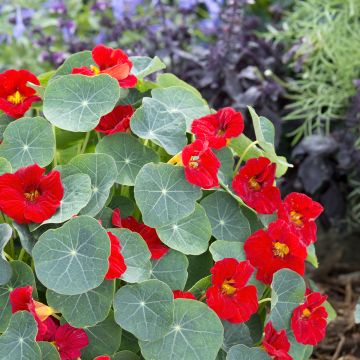 Oost-Indische kers Baby Rood (zaad) - Tropaeolum minus Oost-Indische kers Baby Rood (zaad) - Tropaeolum minus