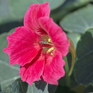 Oost-Indische kers Baby Rose (zaad) - Tropaeolum minus