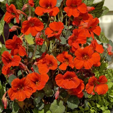 Oost-Indische kers Empress of India (zaad) biologisch - Tropaeolum majus