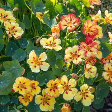 Oost-Indische kers Ice Cream Sundae (zaad) - Tropaeolum majus