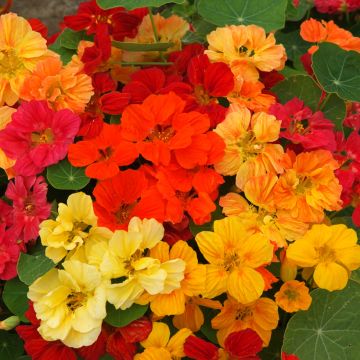 Oost-Indische kers Whirlybird Mix (zaad) - Tropaeolum majus