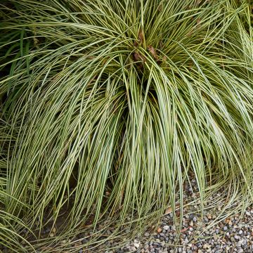 Carex comans Amazon Mist (zaad) - Zegge