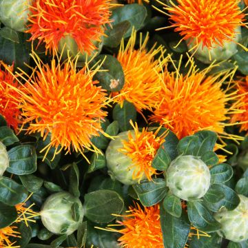 Carthamus tinctorius Zanzibar Orange (zaad) - Saffloer