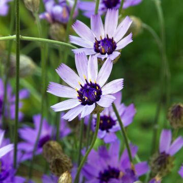 Catananche caerulea Amor Blue/White (zaad) - Blauwe strobloem