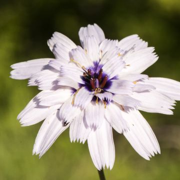 Catananche caerulea Bicolor (zaad) - Blauwe strobloem Catananche caerulea Bicolor (zaad) - Blauwe strobloem