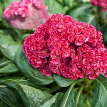 Hanekam King Coral (zaad) - Celosia cristata
