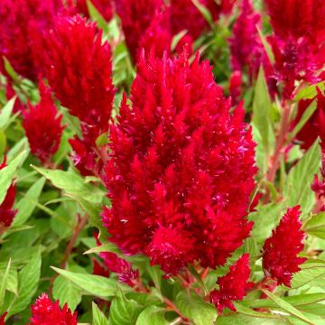 Pluimamarant Arrabona (zaad) - Celosia argentea var. plumosa