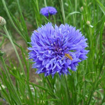 Korenbloem Blue Boy (zaad) - Centaurea cyanus