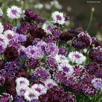 Korenbloem Classic Magic (zaad) - Centaurea cyanus