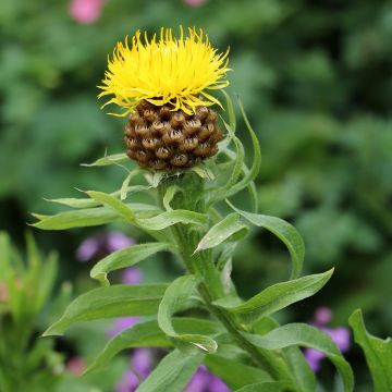 Centaurea macrocephala (zaad) - Gele korenbloem