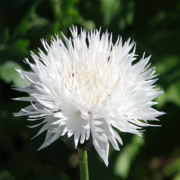 Centaurea moschata Alba Pur Wit (zaad) - Keizerskorenbloem
