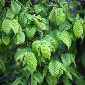 Carpinus betulus (zaad) - Haagbeuk