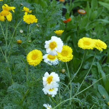 Chrysanthemum coronarium Double Mix (zaad) - Gekroonde ganzenbloem