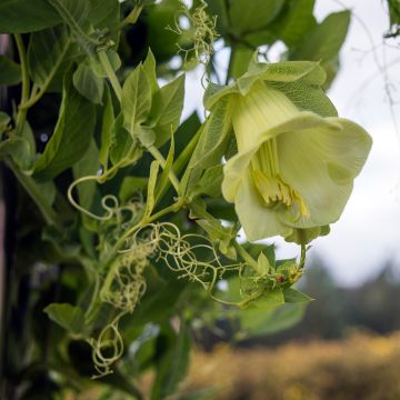 Cobaea scandens Alba (zaad) - Klokwinde Cobaea scandens Alba (zaad) - Klokwinde