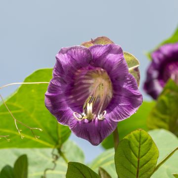 Cobea scandens Violet Blue Bells (zaad) - Klokwinde