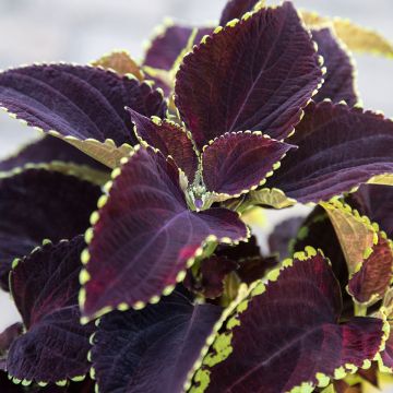 Coleus Mezmerize Chocolate Lime Edge (zaad) - Siernetel