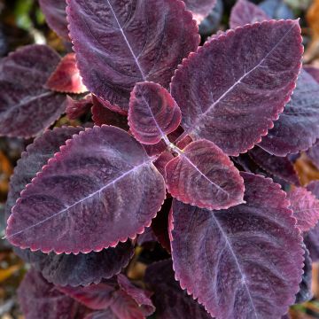 Coleus Mezmerize Rusty Red (zaad) - Siernetel