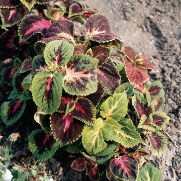Coleus blumei Rainbow (zaad) - Siernetel