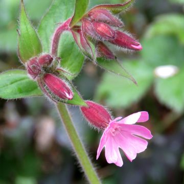 Silene dioica (zaad) - Dagkoekoeksbloem Silene dioica (zaad) - Dagkoekoeksbloem