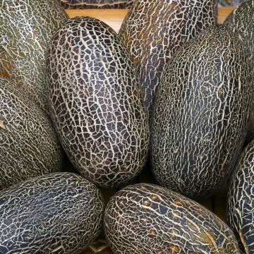 Sikkimkomkommer - Cucumis sativus (zaad)