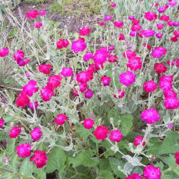 Lychnis coronaria Atrosanguinea (zaad) - Prikneus