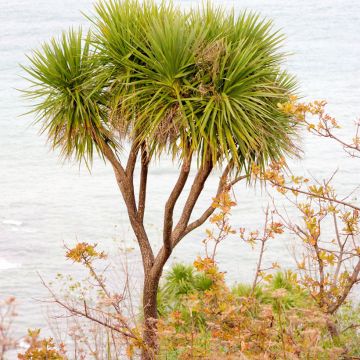 Cordyline australis (zaad) - Koolpalm