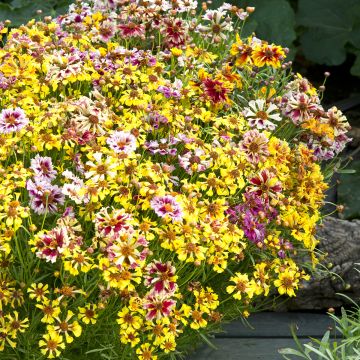 Coreopsis tinctoria Incredible Sea Shells Mix (zaad) - Meisjesogen