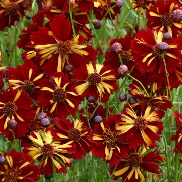 Coreopsis tinctoria Roulette (zaad) - Meisjesogen