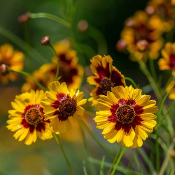 Coreopsis tinctoria (zaad) - Meisjesogen